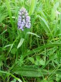 Dactylorhiza baltica