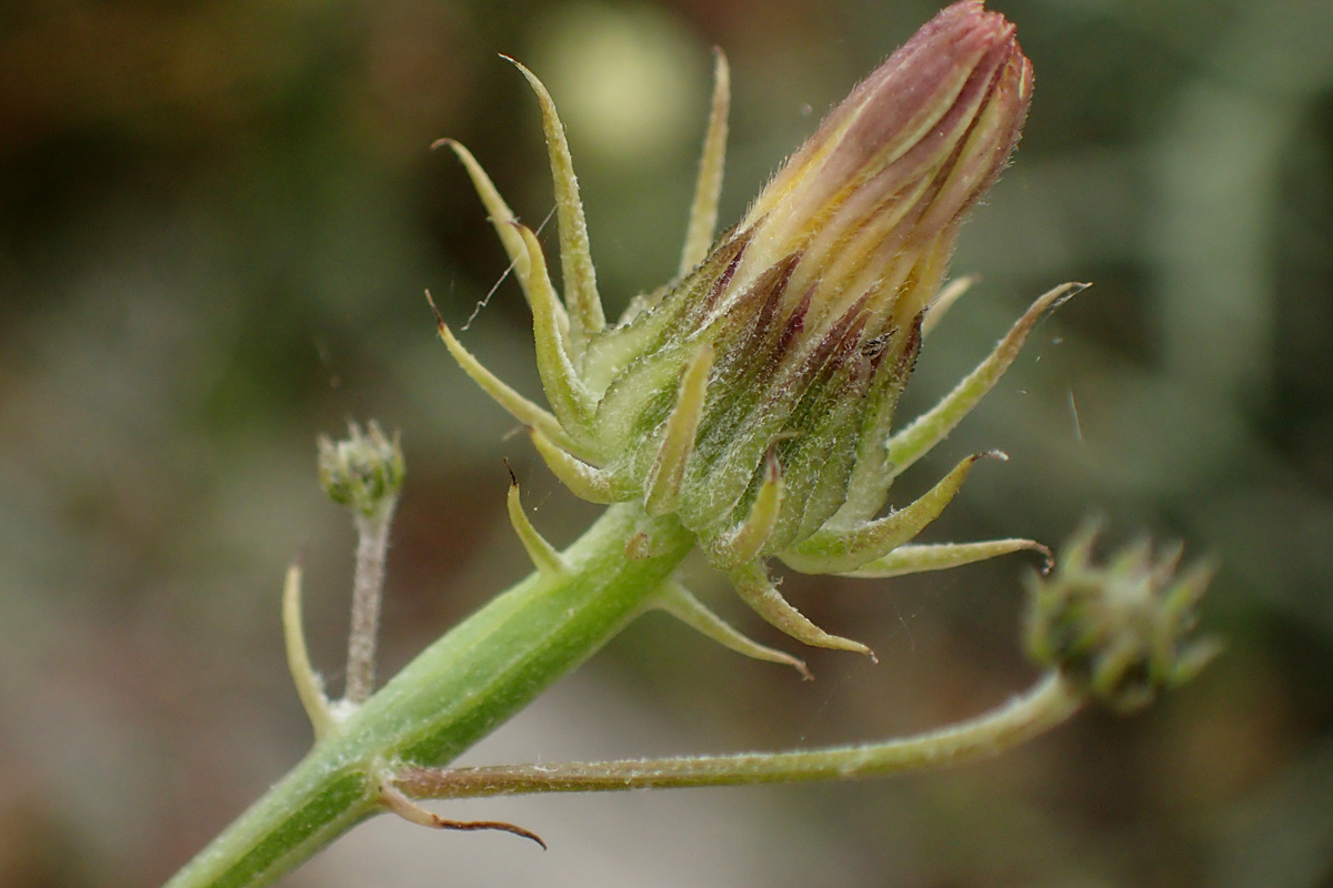 Image of Tolpis barbata specimen.