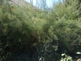 genus Tamarix