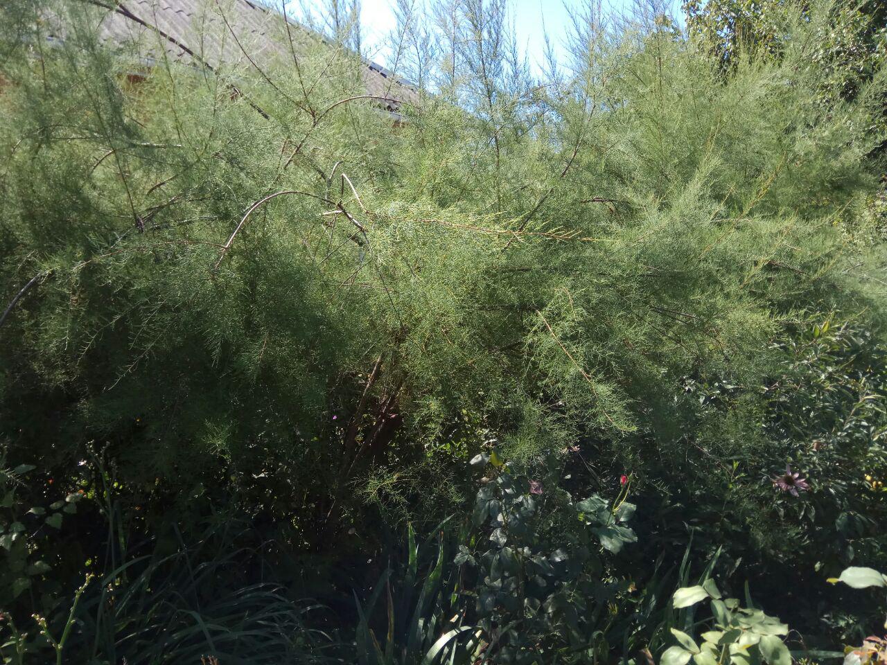 Image of genus Tamarix specimen.
