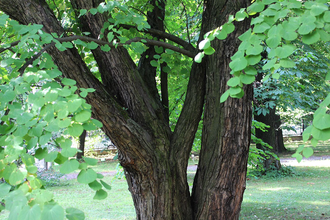 Image of Cercidiphyllum japonicum specimen.