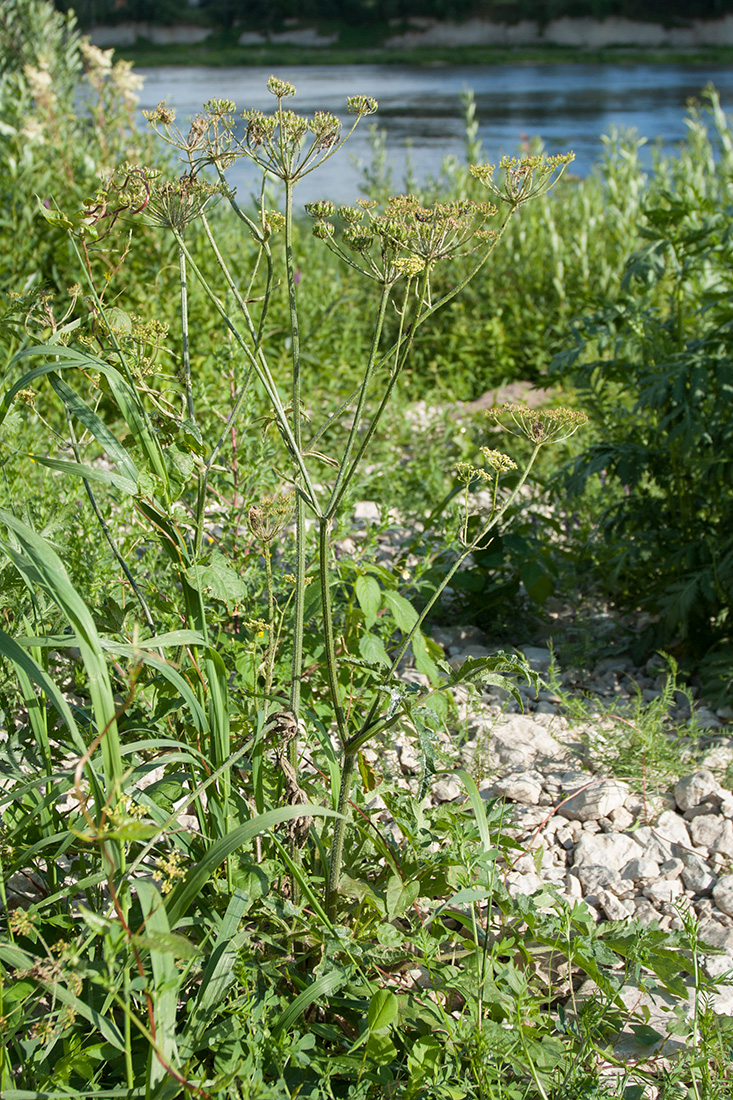 Image of Heracleum sibiricum specimen.