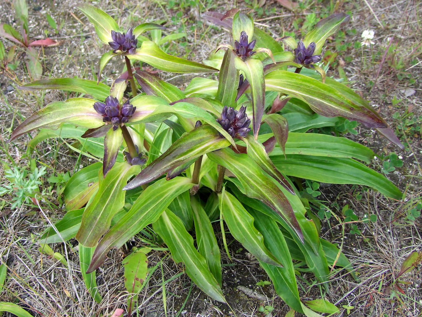 Изображение особи Gentiana macrophylla.