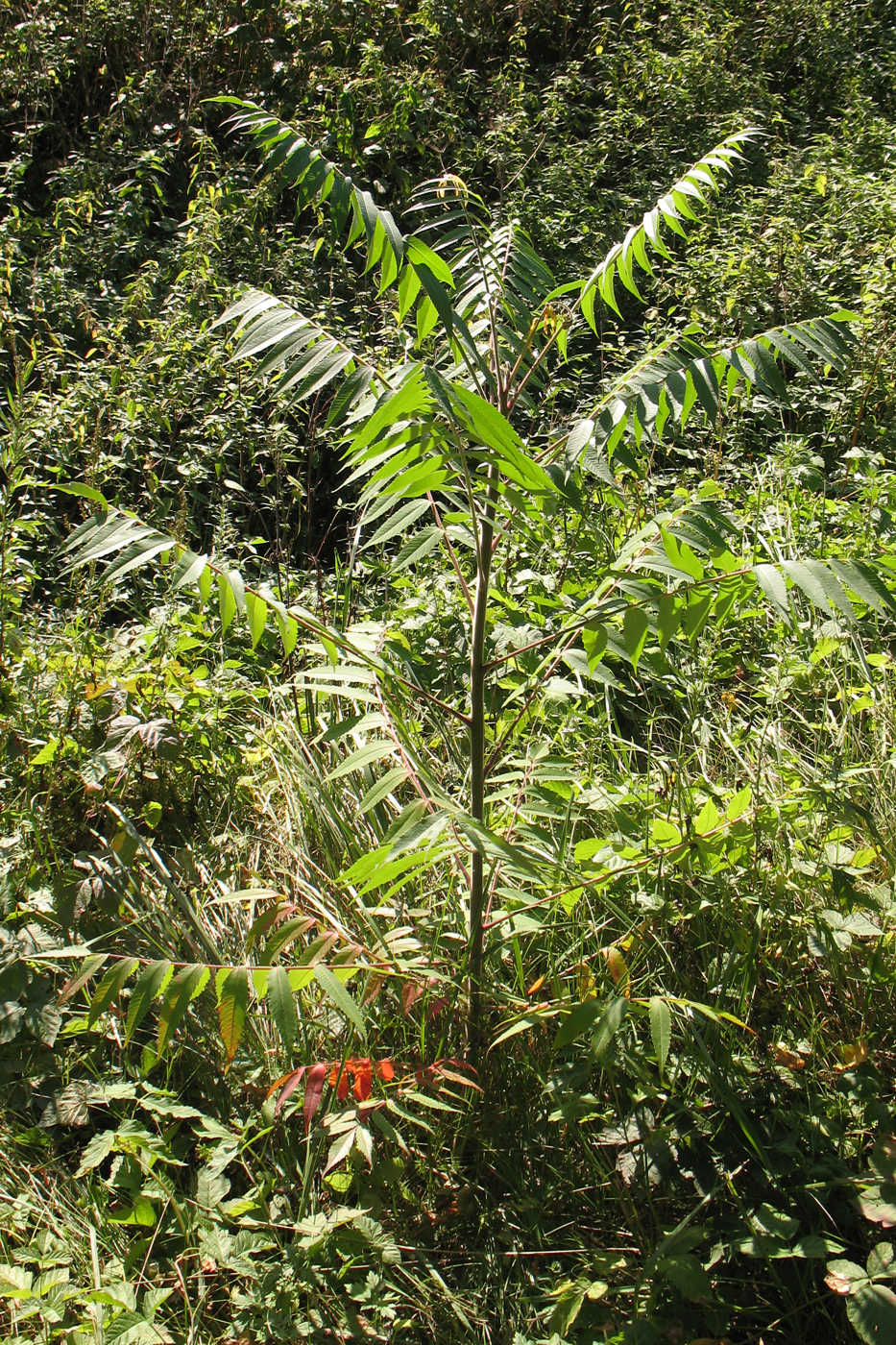 Изображение особи Rhus typhina.