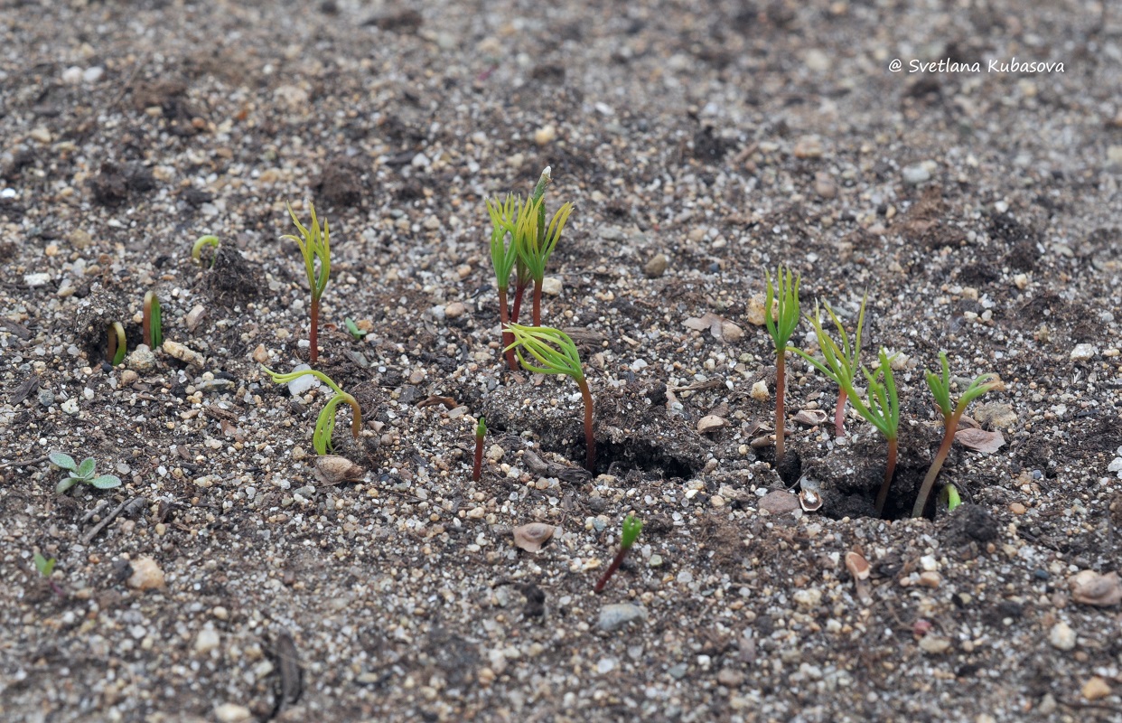 Изображение особи Larix kaempferi.