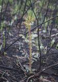 Rosa spinosissima. Отрастающий после степного пожара молодой побег и основания сгоревших побегов. Казахстан, Восточно-Казахстанская обл., Глубоковский р-н, окр. с. Кожохово, закустаренная степь. 13.08.2018.