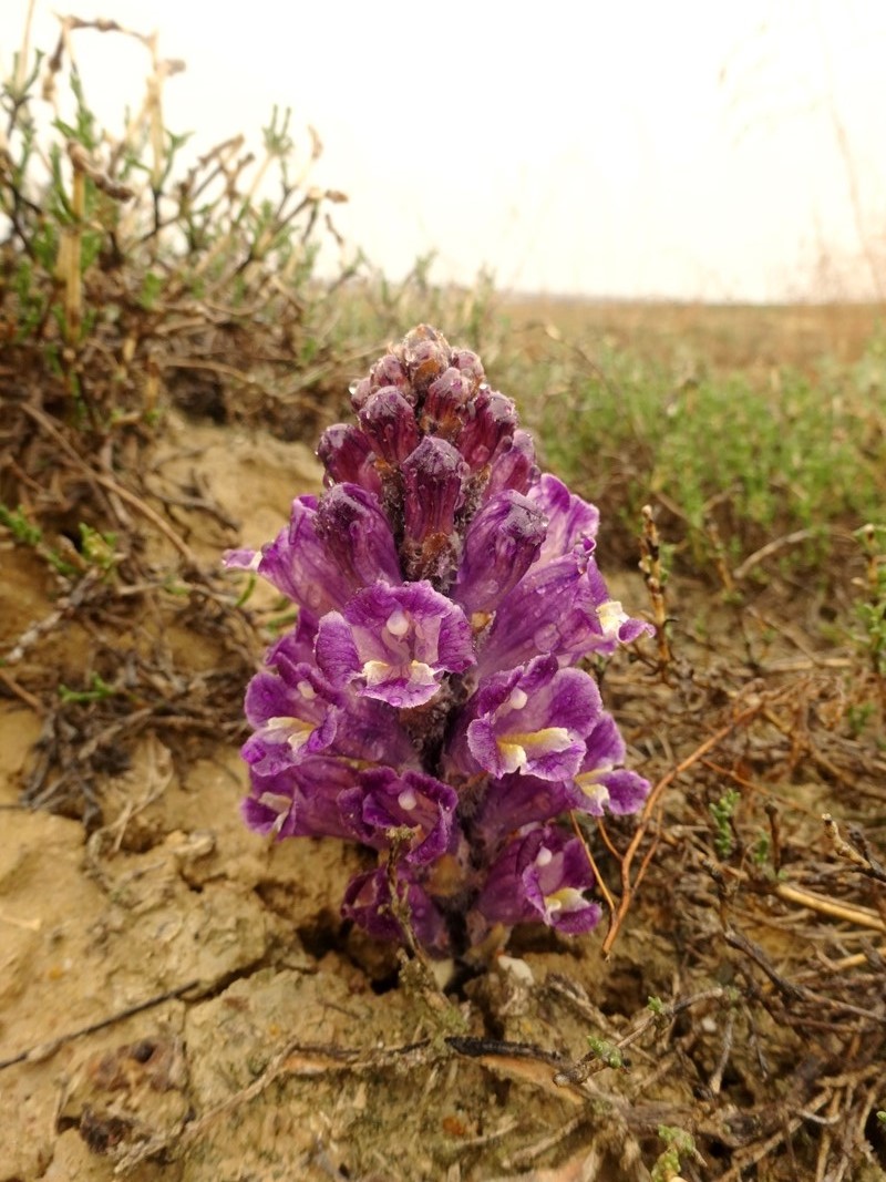 Image of Cistanche salsa specimen.