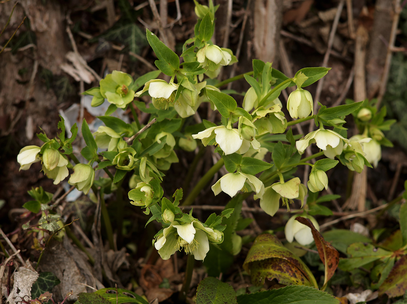 Image of Helleborus caucasicus specimen.
