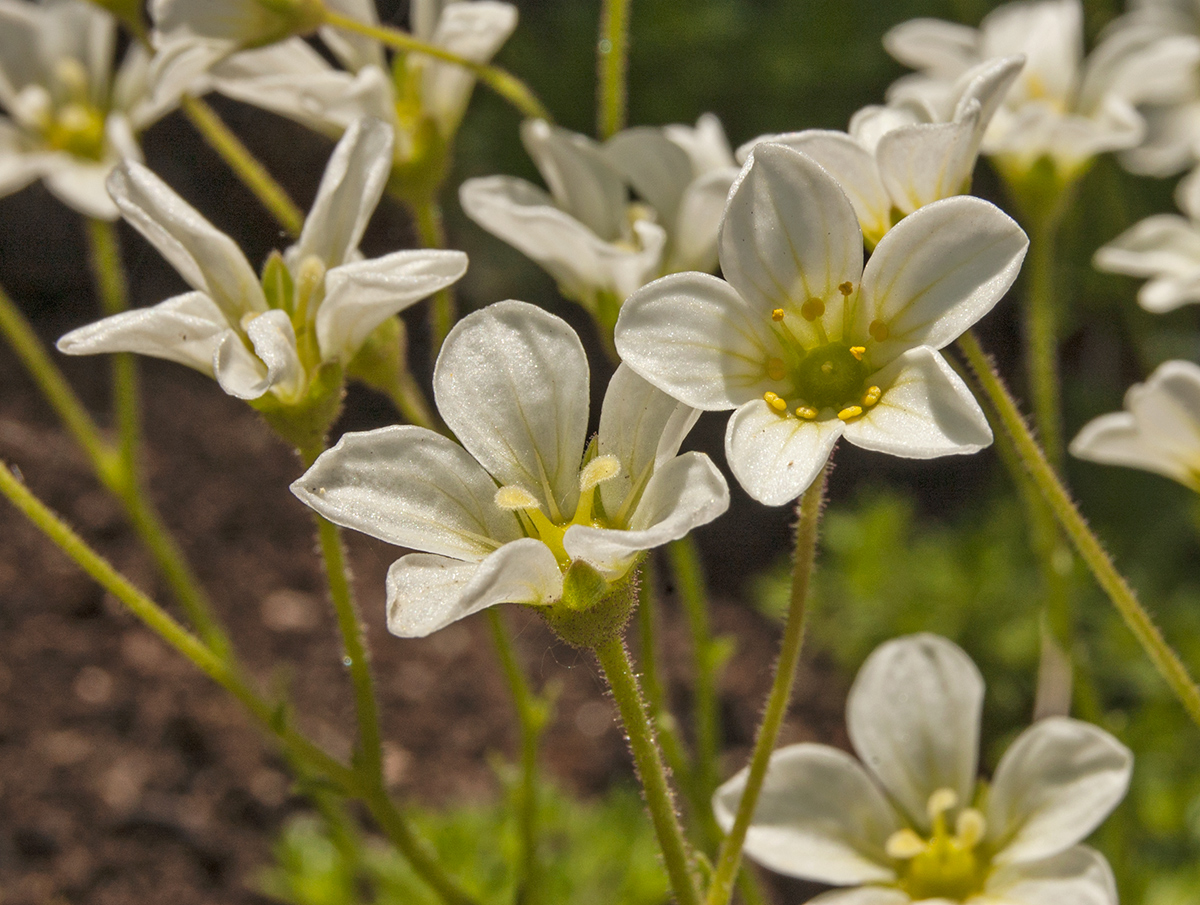 Изображение особи Saxifraga &times; arendsii.