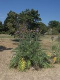 Cynara scolymus