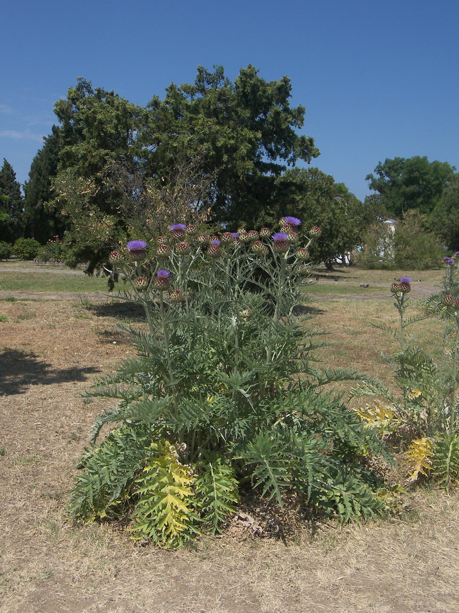 Изображение особи Cynara scolymus.