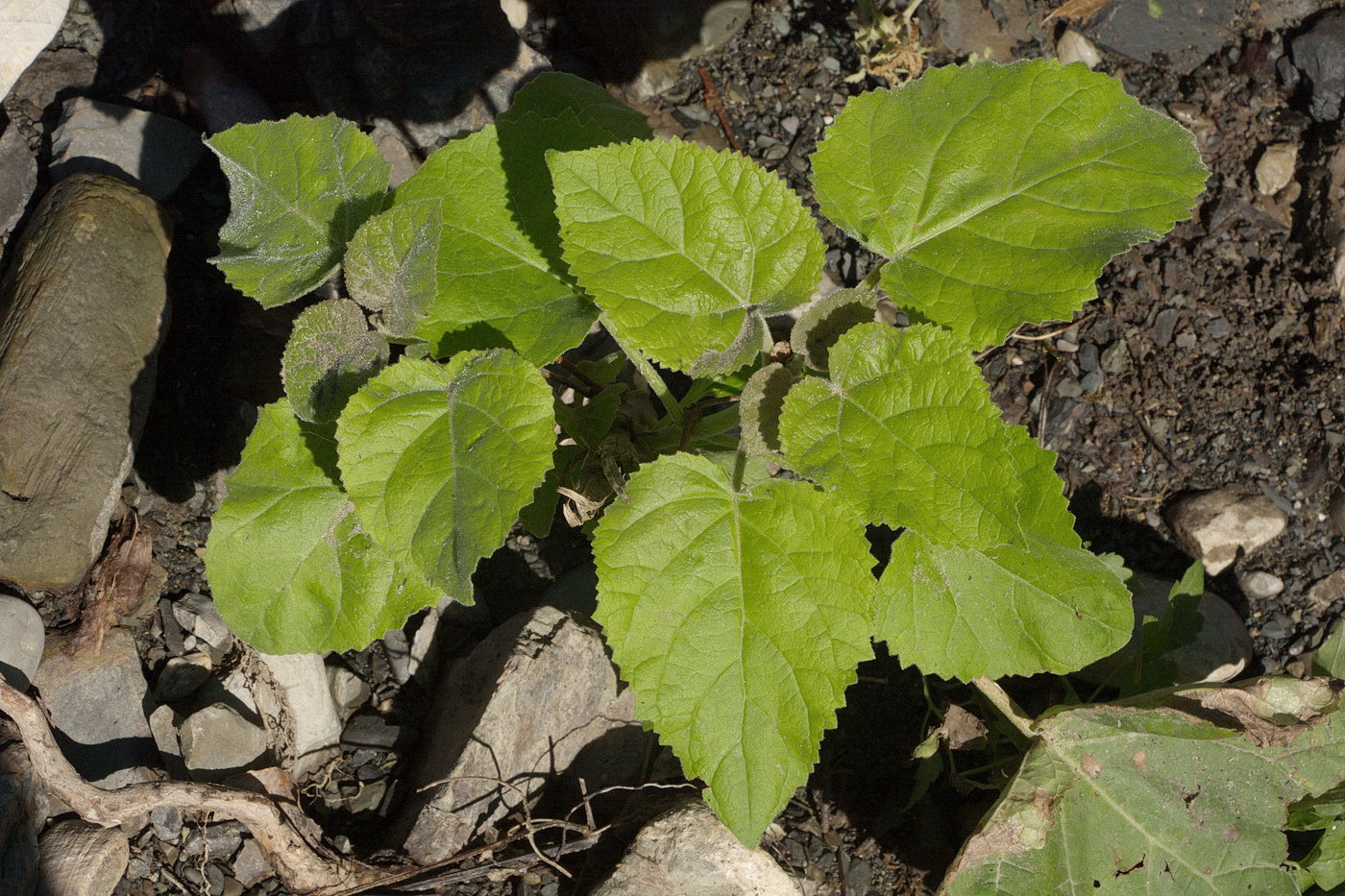Image of Paulownia tomentosa specimen.