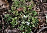 род Cladonia