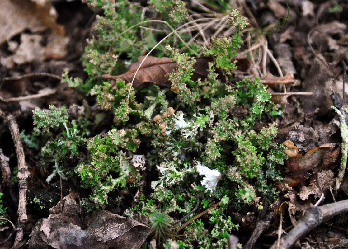 Изображение особи род Cladonia.