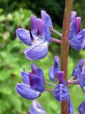 Lupinus polyphyllus. Цветки. Украина, Черкасская обл., Каневский р-н, Региональный ландшафтный парк \"Трахтемиров\", на краю леса. 4 июня 2010 г.