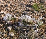 Colchicum pusillum