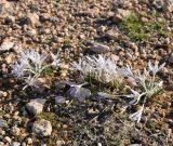 Colchicum pusillum