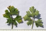 Ranunculus aleae