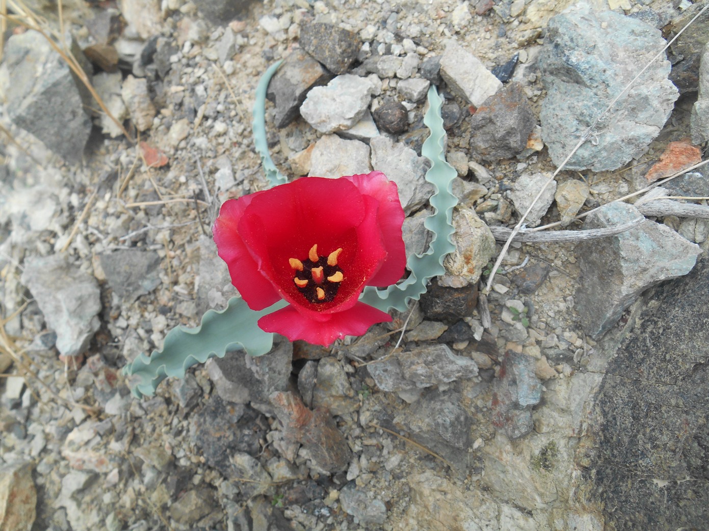 Изображение особи Tulipa rosea.