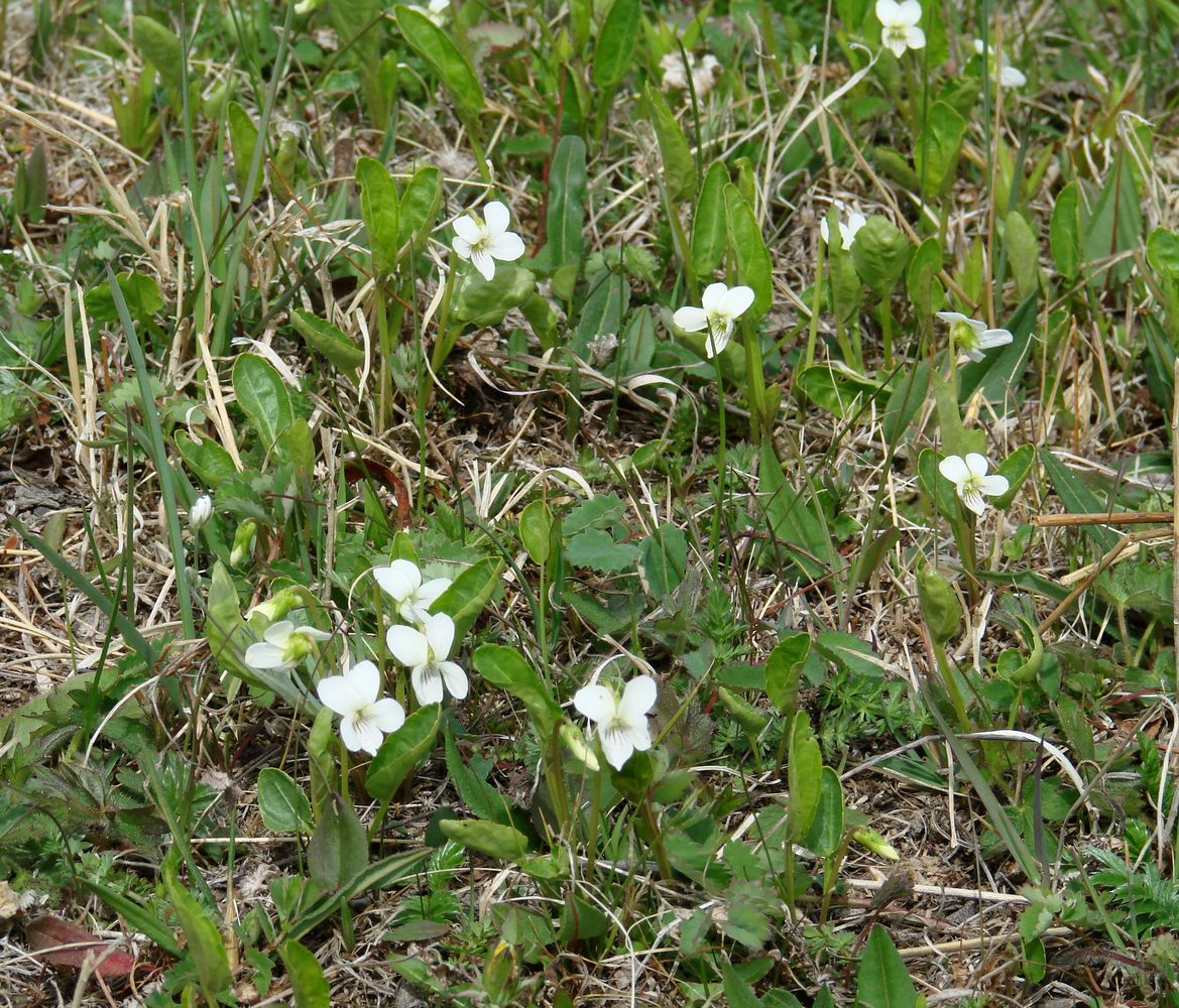 Image of Viola patrinii specimen.