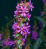 Lythrum salicaria