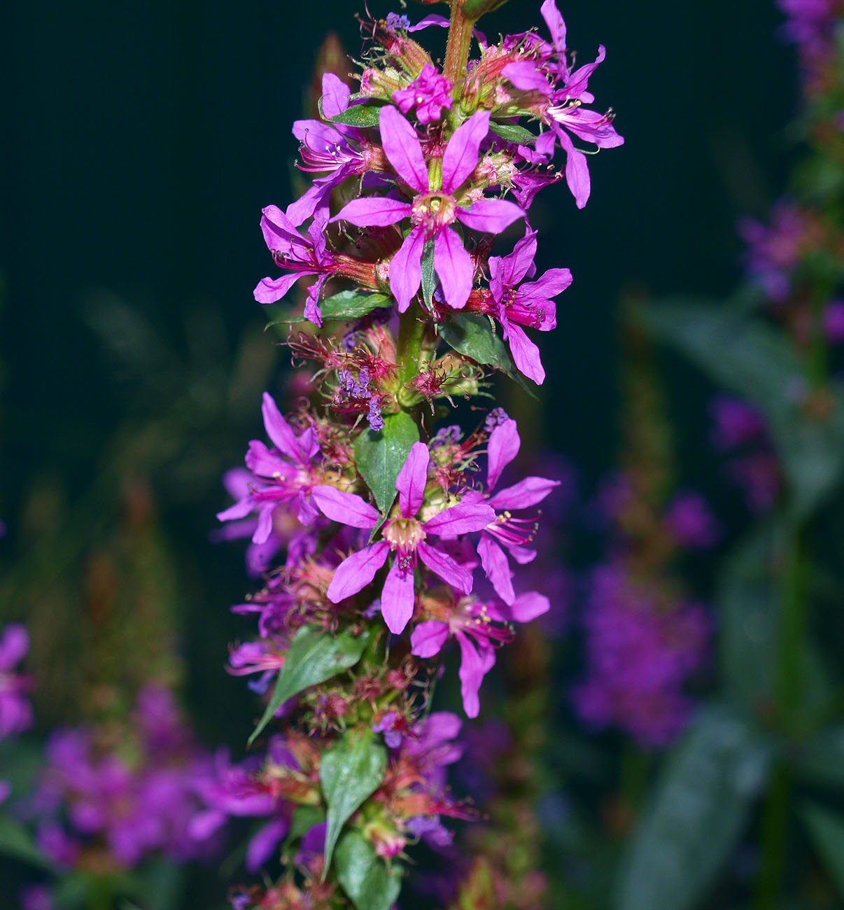 Изображение особи Lythrum salicaria.