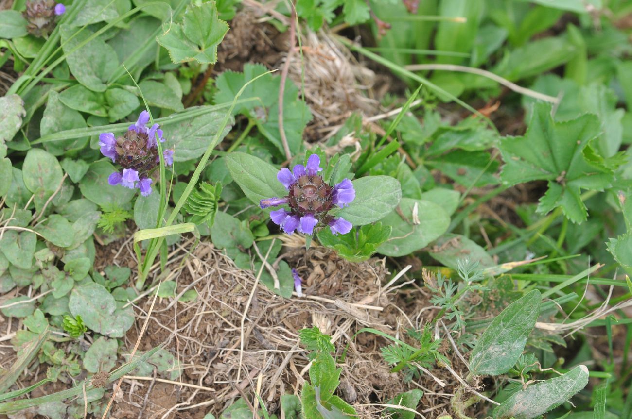 Image of Prunella vulgaris specimen.