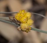 Conostylis candicans
