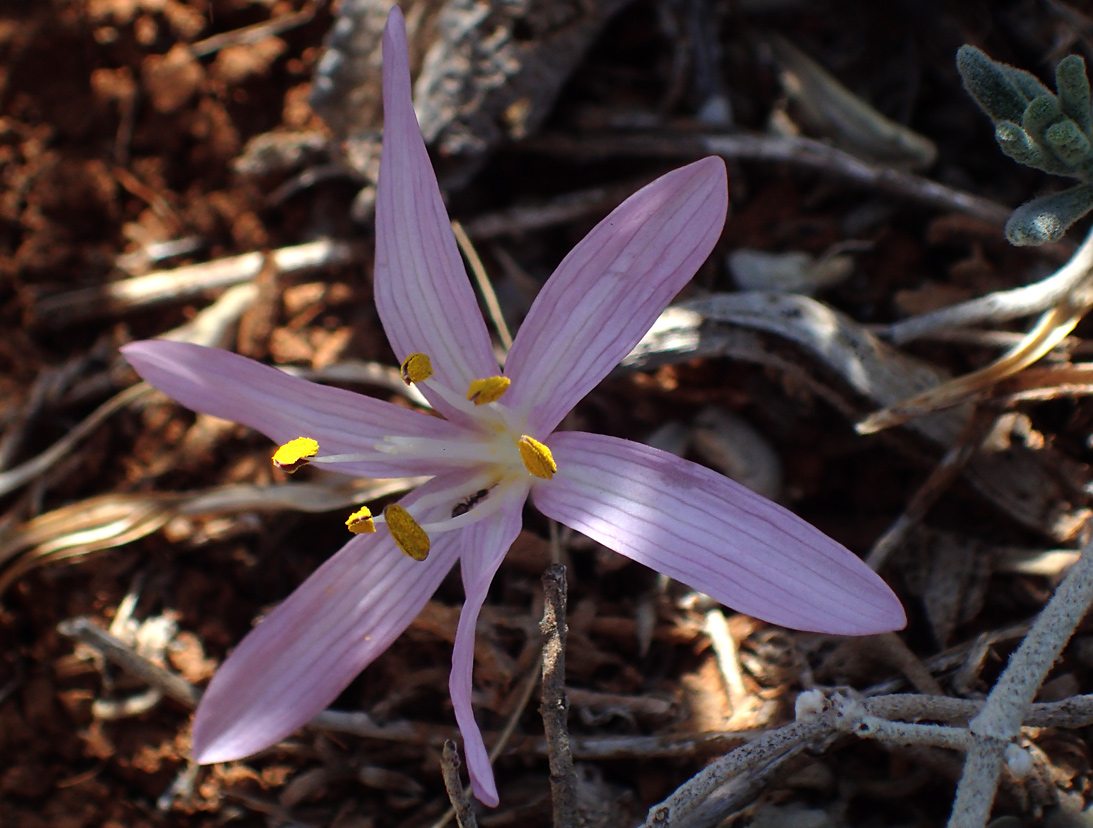 Изображение особи род Colchicum.