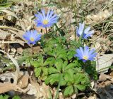 Anemone banketovii