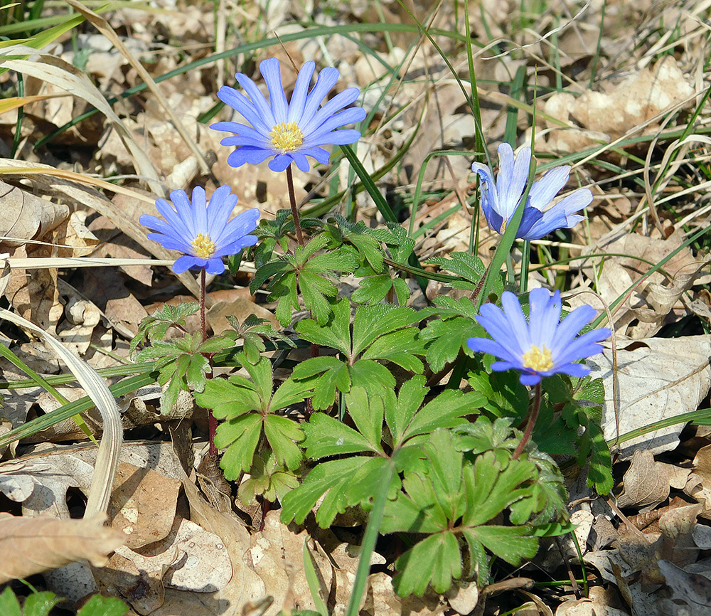 Изображение особи Anemone banketovii.