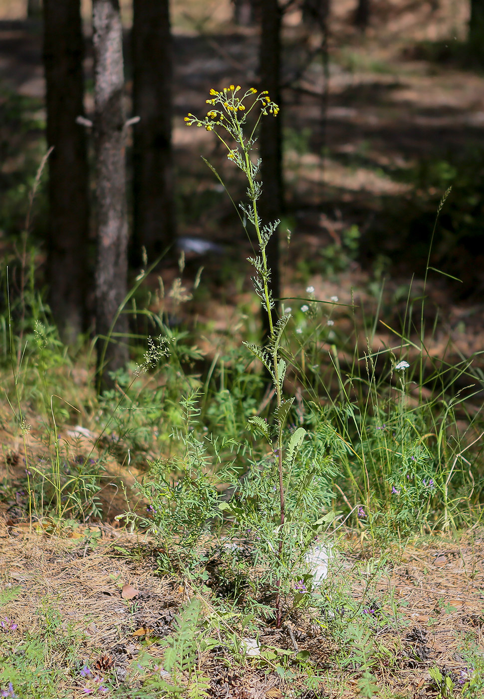 Изображение особи Senecio jacobaea.