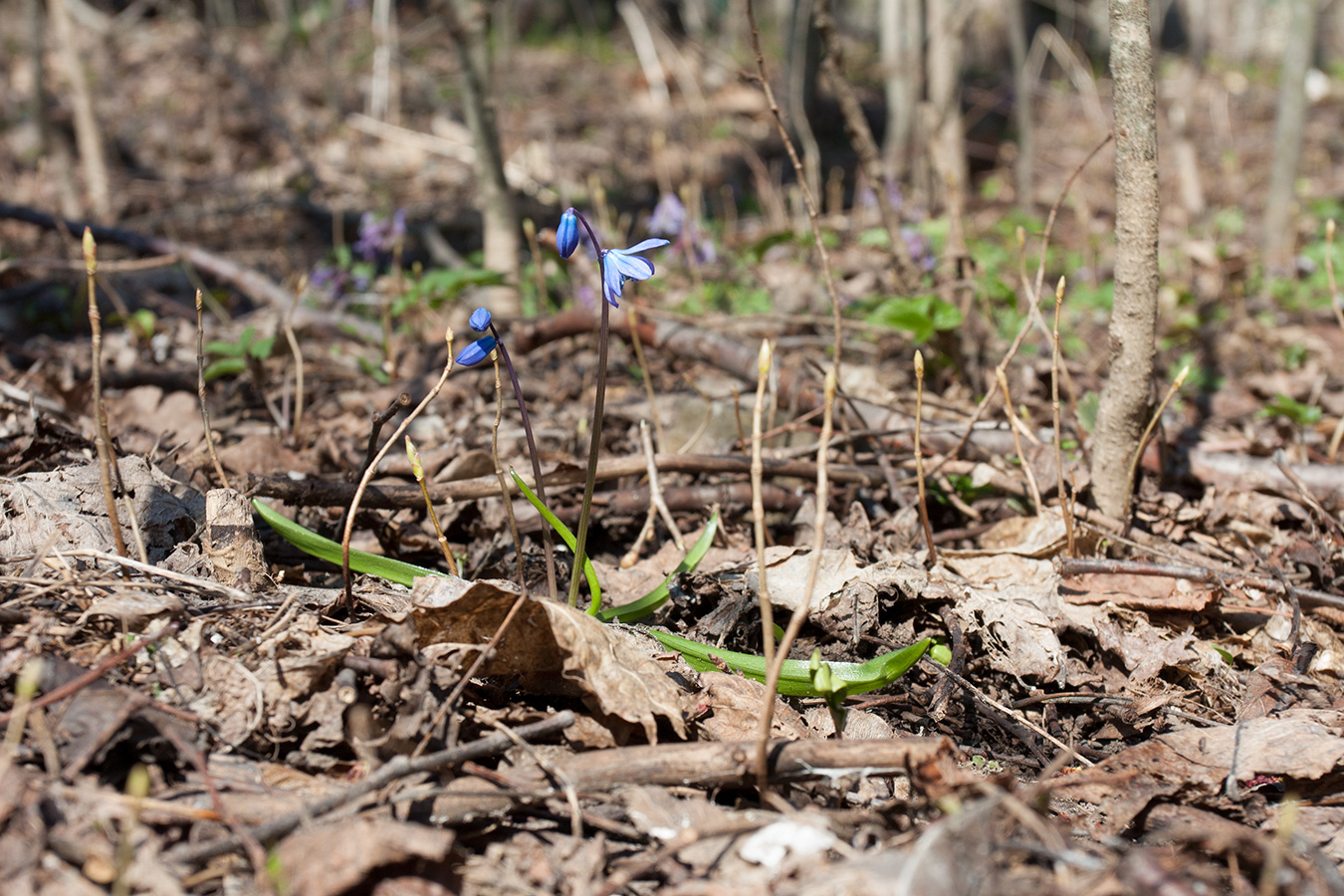 Изображение особи Scilla siberica.