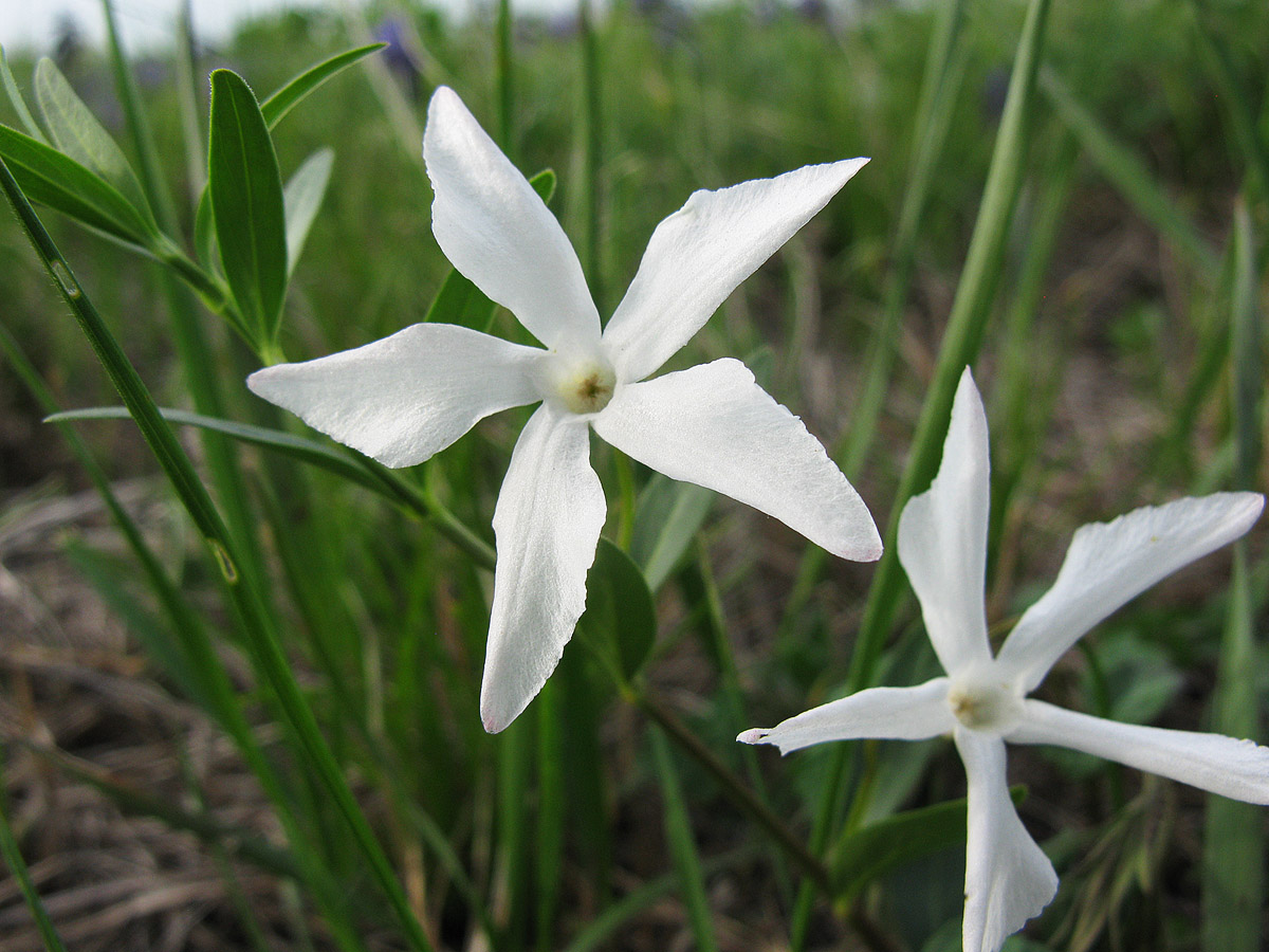 Изображение особи Vinca herbacea.