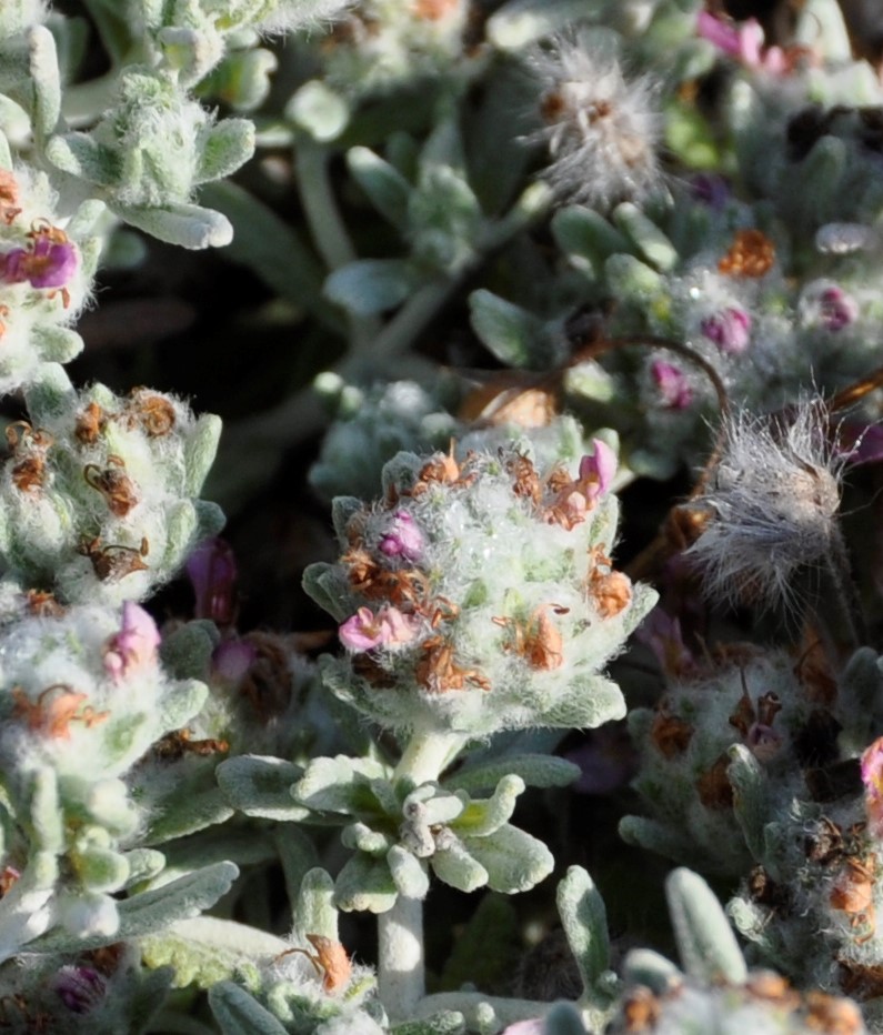 Image of Teucrium micropodioides specimen.