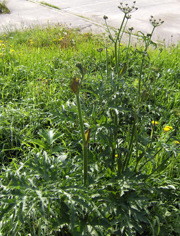 Image of genus Heracleum specimen.