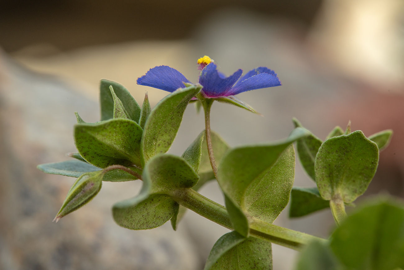 Изображение особи Anagallis arvensis.