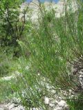 Artemisia salsoloides. Побеги. Дагестан, Левашинский р-н, окр. с. Цудахар, ок. 1300 м н.у.м., известняковый склон. 11.06.2019.