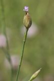 Petrorhagia prolifera