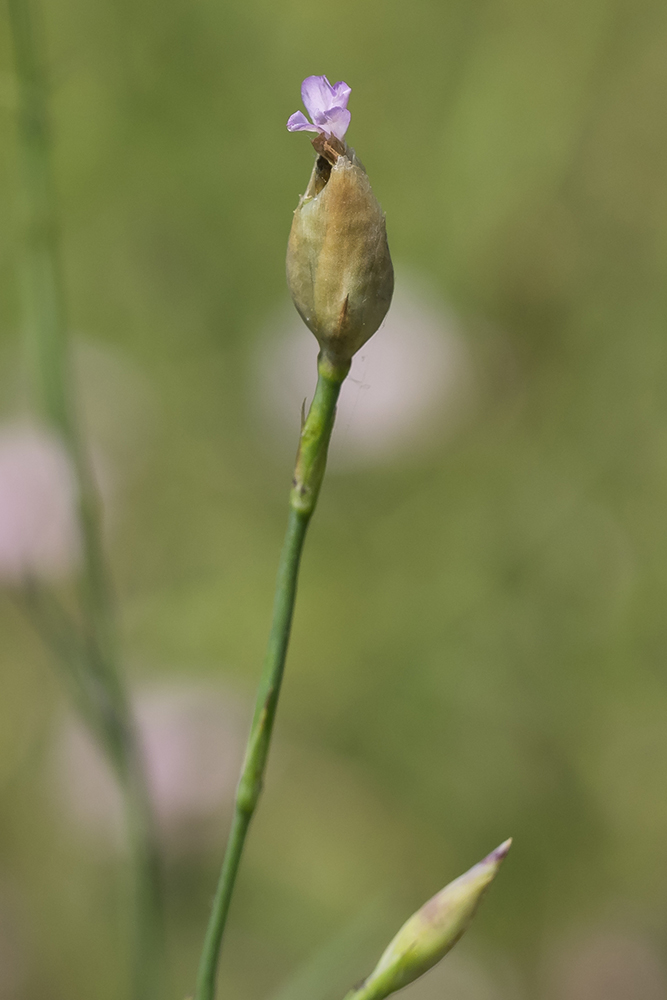 Изображение особи Petrorhagia prolifera.