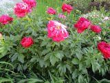 Paeonia suffruticosa