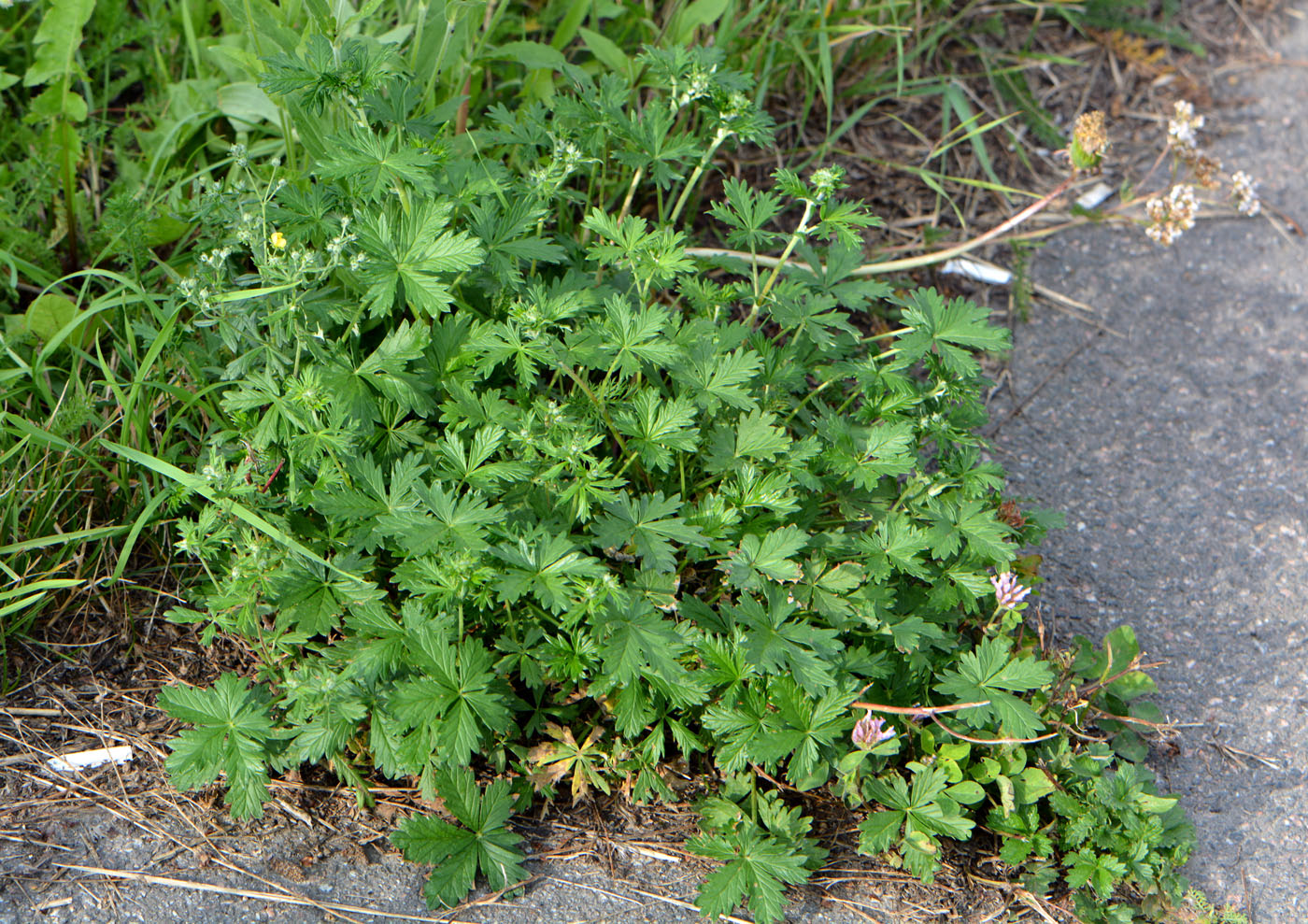 Image of Potentilla intermedia specimen.