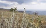 Artemisia taurica