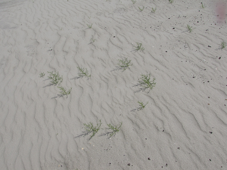 Image of genus Salsola specimen.
