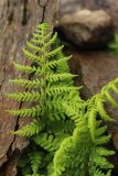 Athyrium distentifolium