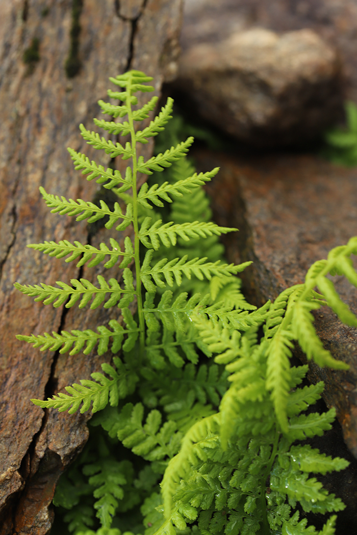 Изображение особи Athyrium distentifolium.