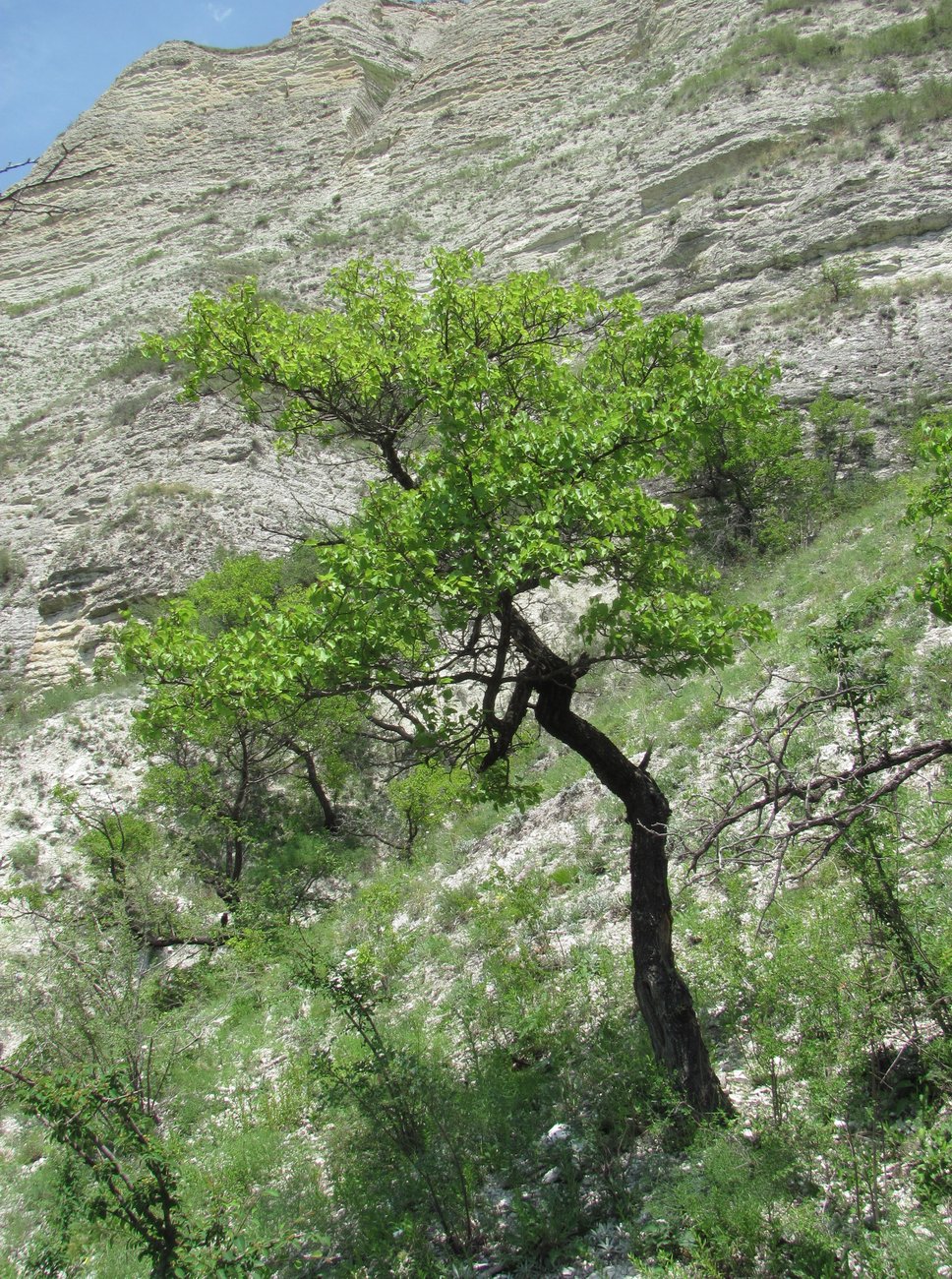 Изображение особи Armeniaca vulgaris.