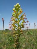 Eremurus fuscus. Верхушка соцветия (на заднем плане цветущие Eremurus regelii). Казахстан, Джамбулская обл., подножья Таласского Алатау у левого борта каньона Коксай, ≈ 1900 м н.у.м., предгорная степь на мелкоземах. 7 июня 2019 г.