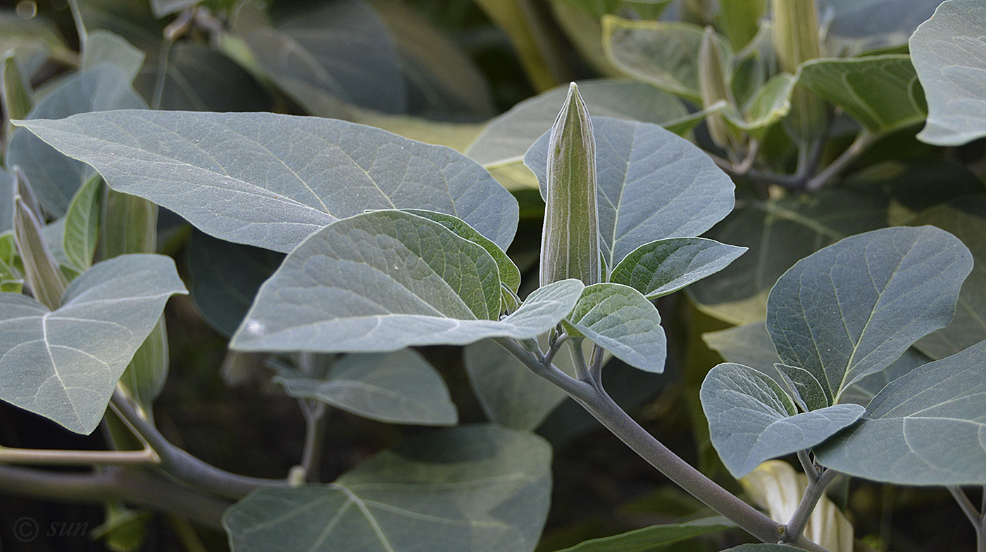 Image of Datura innoxia specimen.