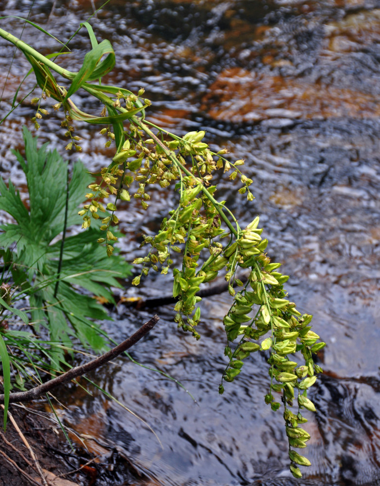 Изображение особи Veratrum lobelianum.